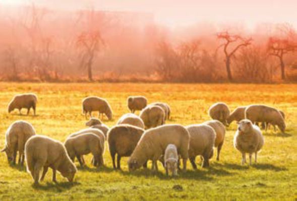 Guanciale pura lana immagine 2