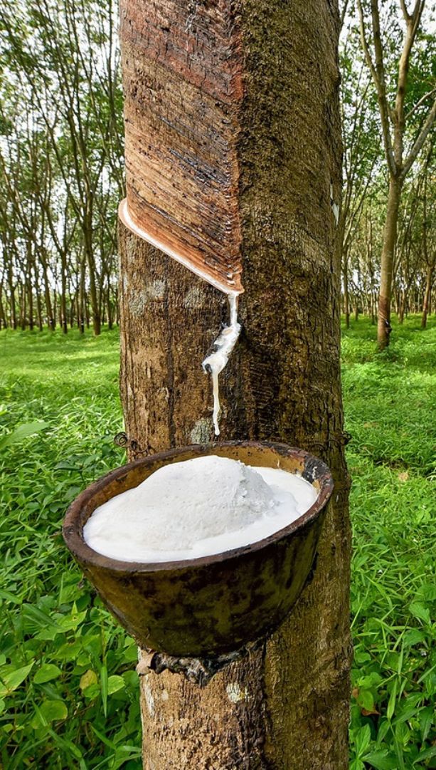 Guanciale lattice img 1